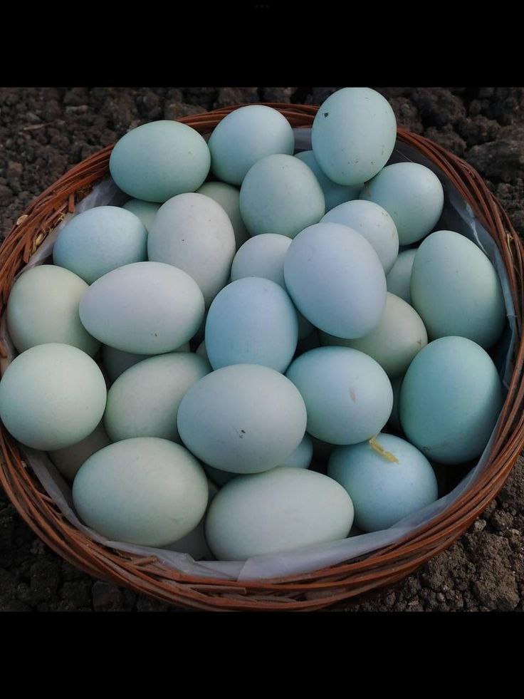 Продам домашние перепелиные яйца - Животные в Иркутск