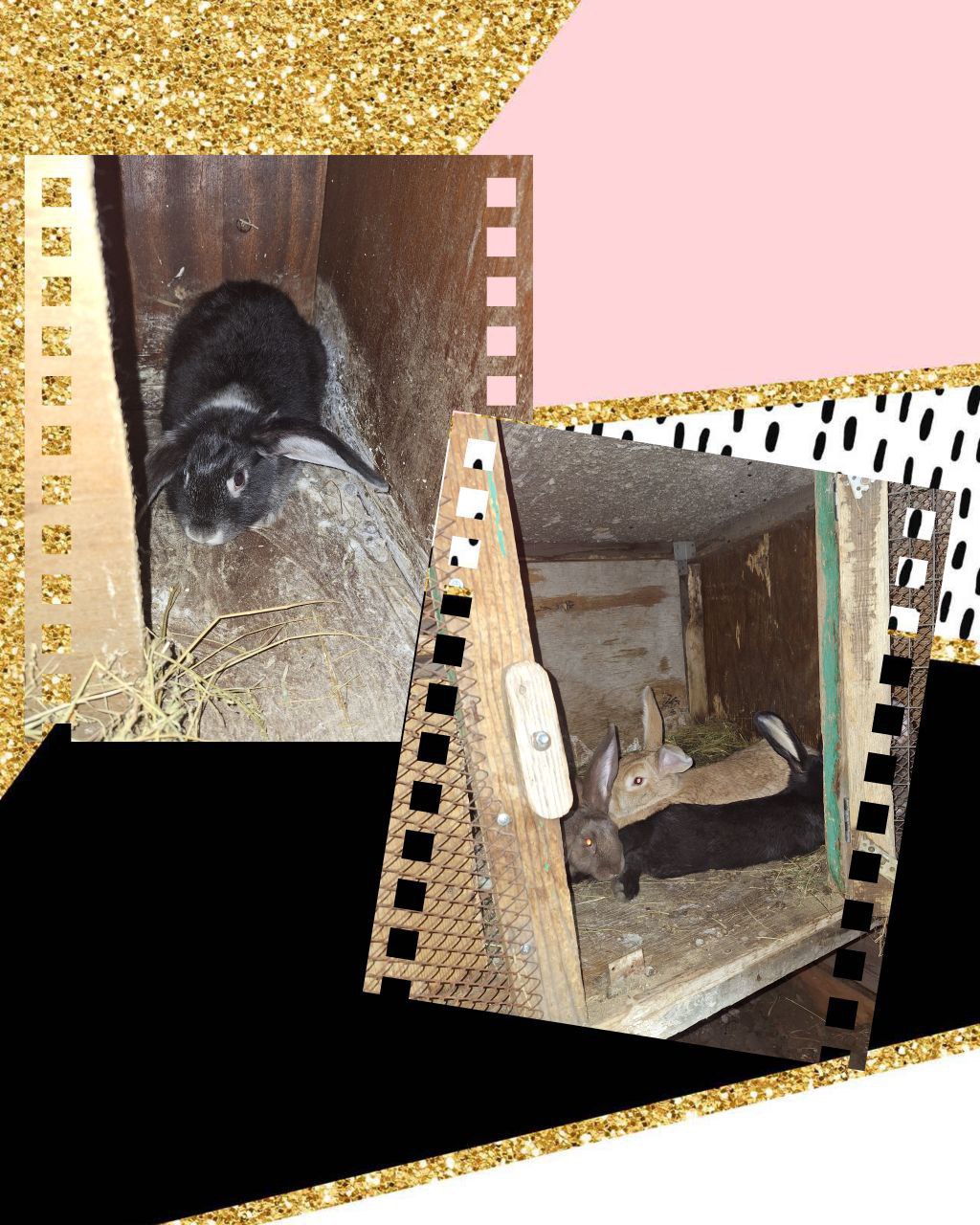 Продажа кроликов мясной породы - Животные в Улан-Удэ