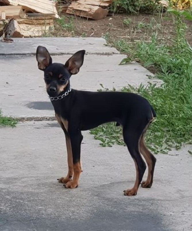 Продам той-терьера - Животные в Улан-Удэ