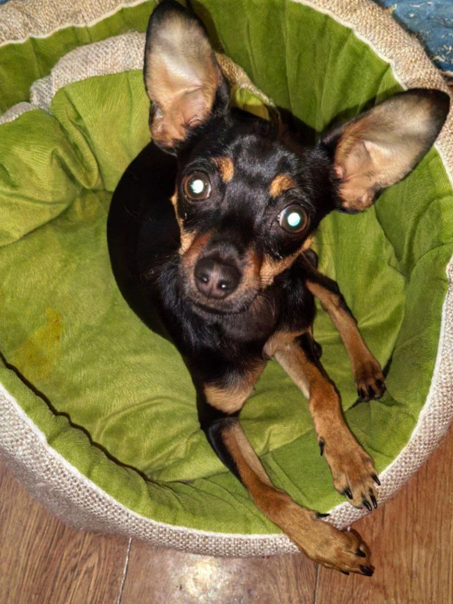 Продам той-терьера - Животные в Улан-Удэ - фото 3