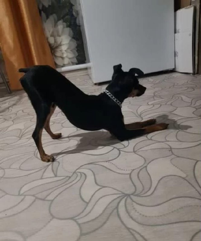 Продам той-терьера - Животные в Улан-Удэ - фото 4