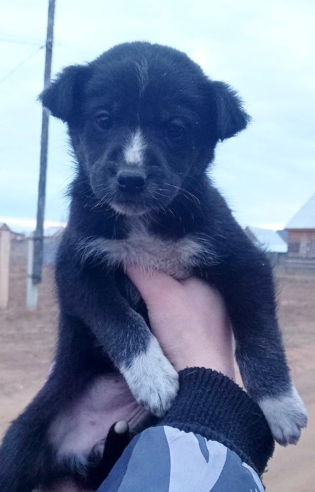 В добрые руки девочка - Животные в Улан-Удэ