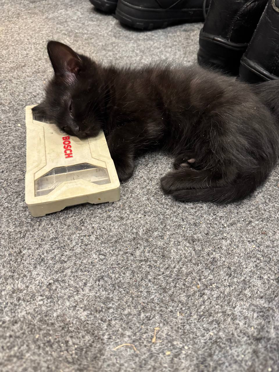 Отдам котят в хорошие руки - частное объявление в Улан-Удэ