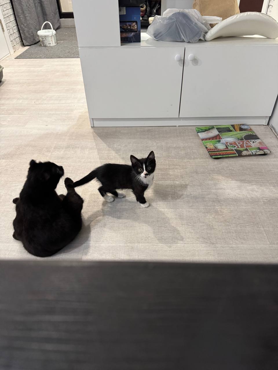 Отдам котят в хорошие руки - Животные в Улан-Удэ - фото 3