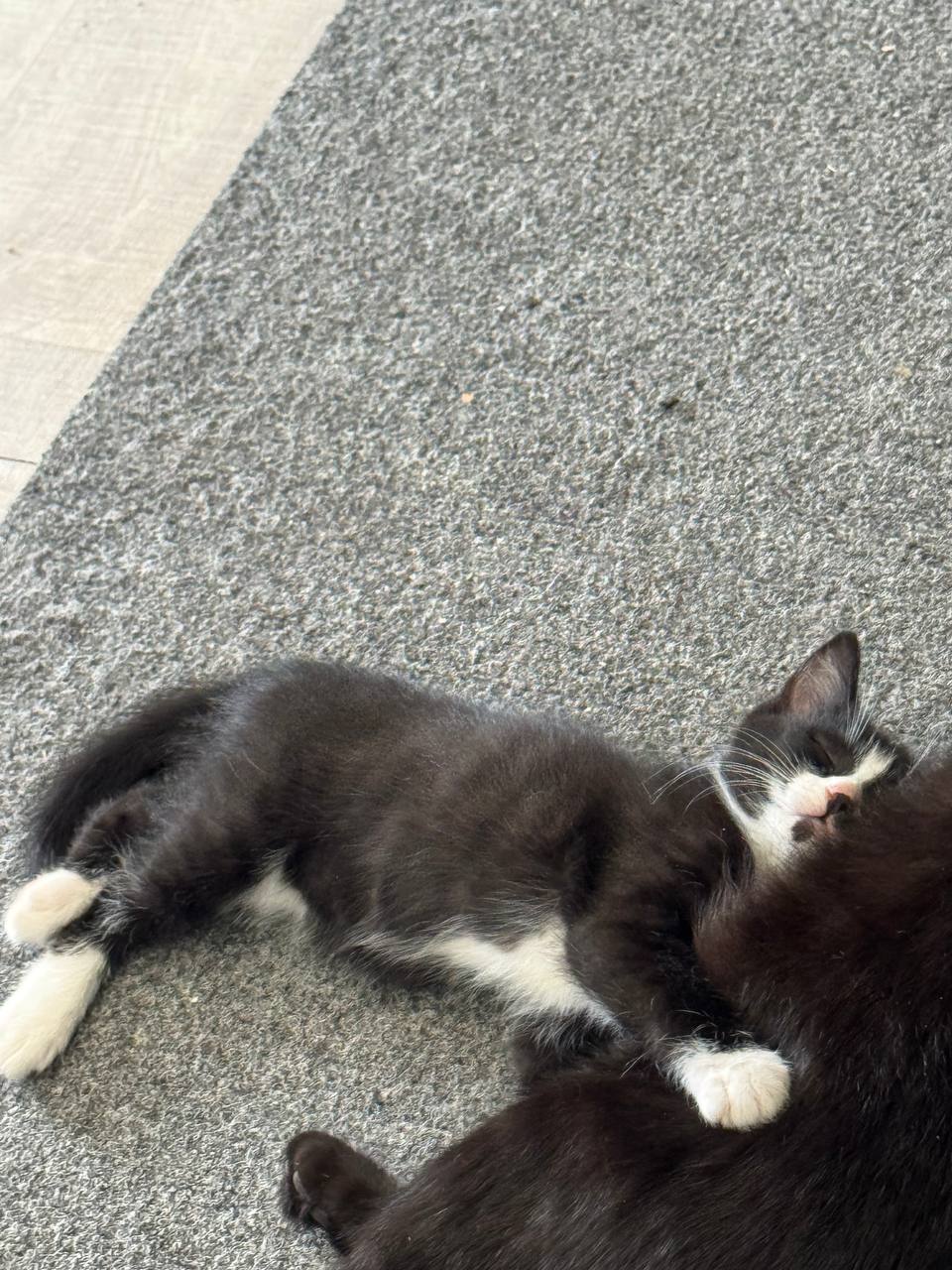 Отдам котят в хорошие руки - Животные в Улан-Удэ - фото 4