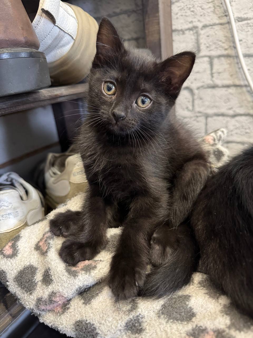 Отдам котят в хорошие руки - Животные в Улан-Удэ - фото 5