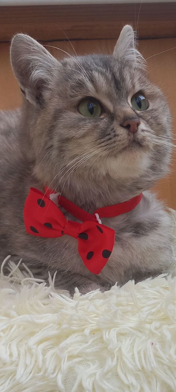 Стерелизованная кошечка Була ищет дом - частное объявление в Улан-Удэ