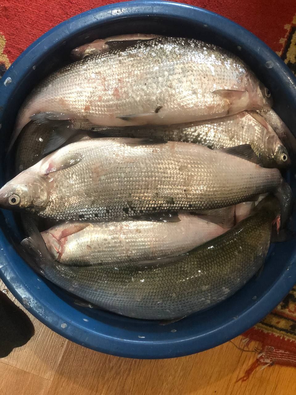 Продам свежемороженную пелядь - частное объявление в Братск