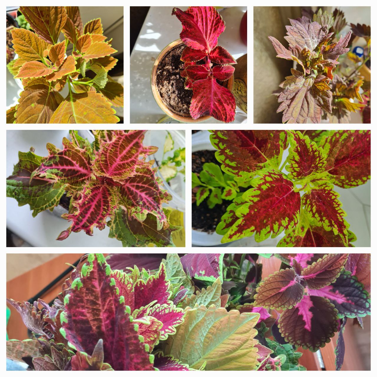 ОБЪЯВЛЕНИЯ ДАЧНИКОВ БРАТСК - частное объявление в Братск