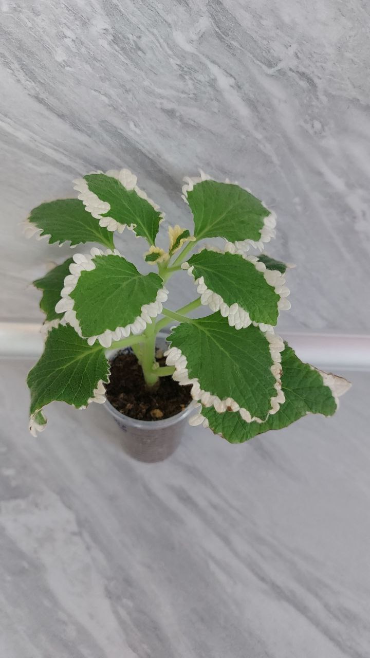 Плектрантус ароматное растение - частное объявление в Братск