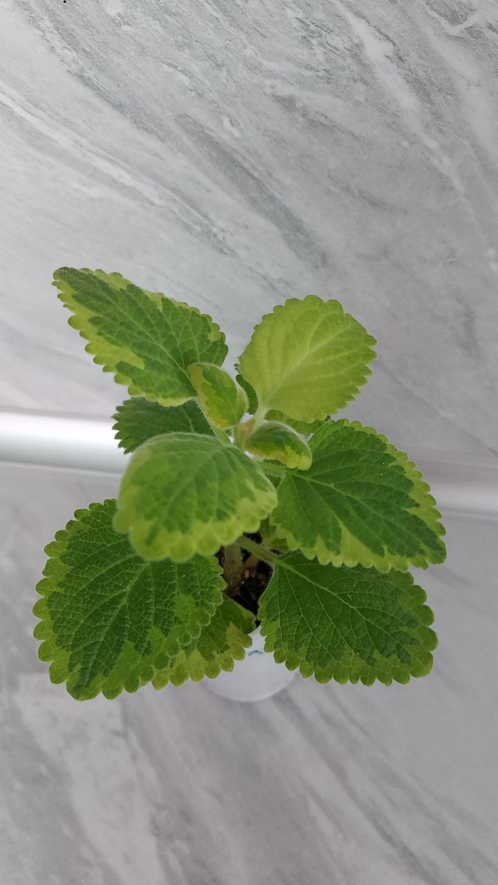 Плектрантус ароматное растение - Для дома и дачи в Братск - фото 3