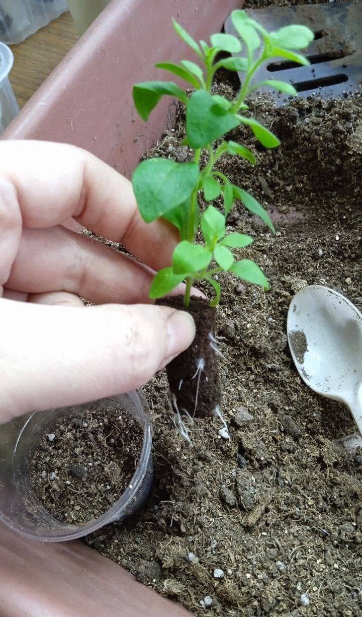 Продам вегетационные пробки Preforma Jiffi 2*4см - частное объявление в Братск