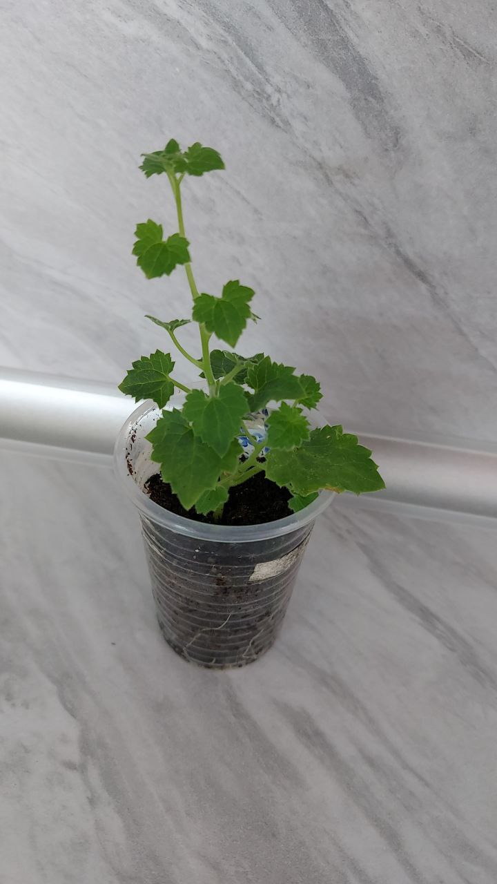 Лофос белый правый - Для дома и дачи в Братск