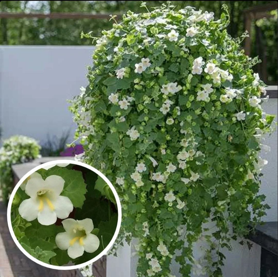 Лофос белый правый - Для дома и дачи в Братск - фото 2