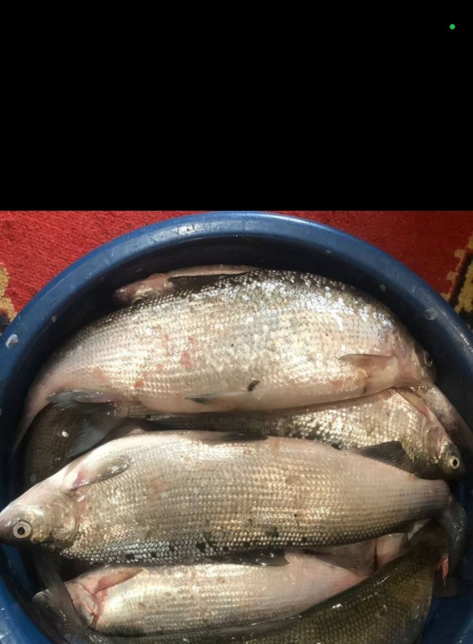 Свежая пелядь - Животные в Братск