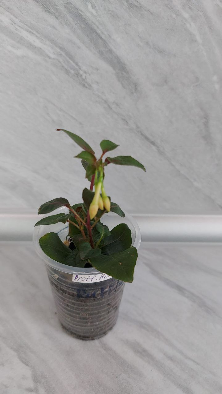 Фуксия укорененный черенок - частное объявление в Братск