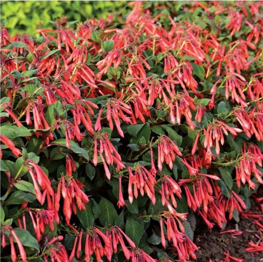 Фуксия укорененный черенок - Хобби и отдых в Братск - фото 2