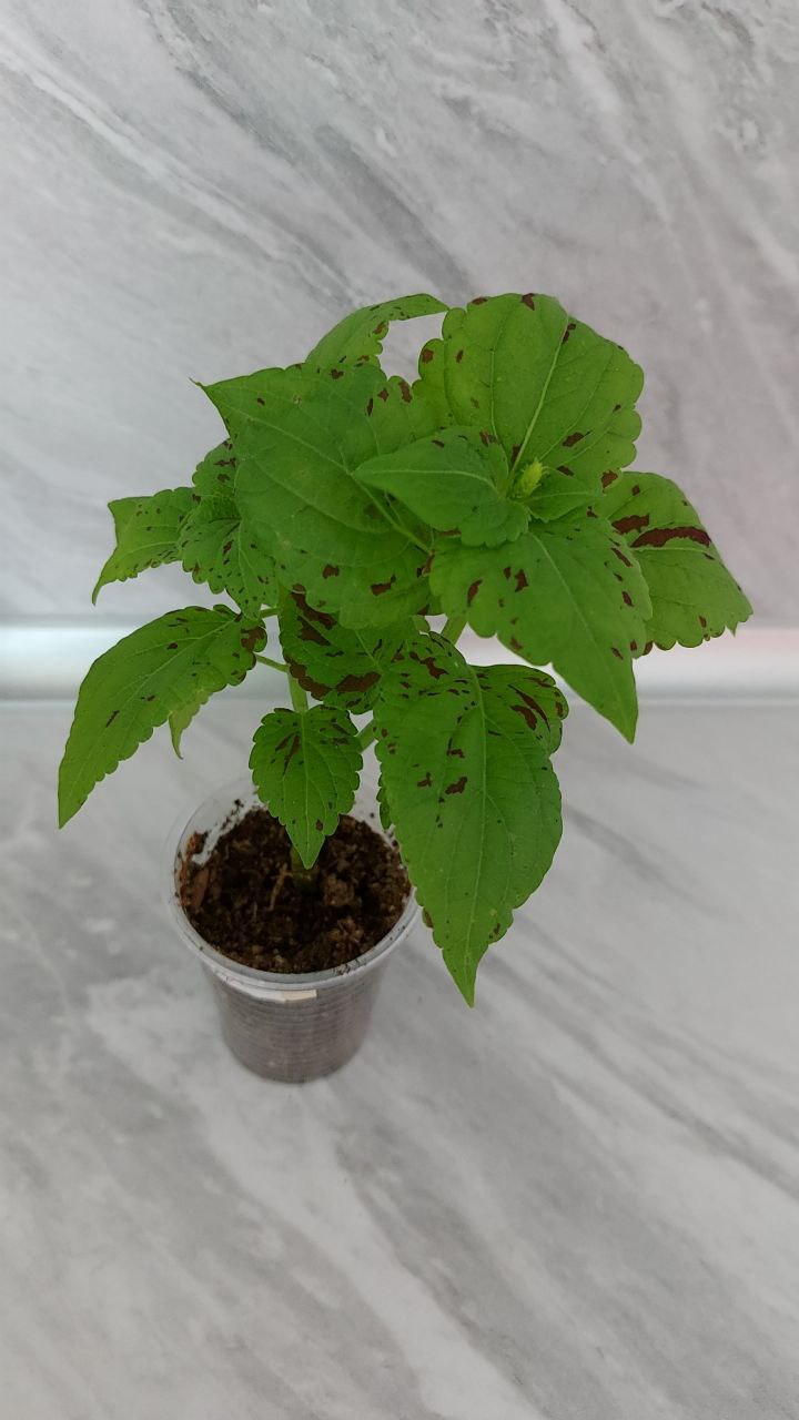 Колеус - Для дома и дачи в Братск