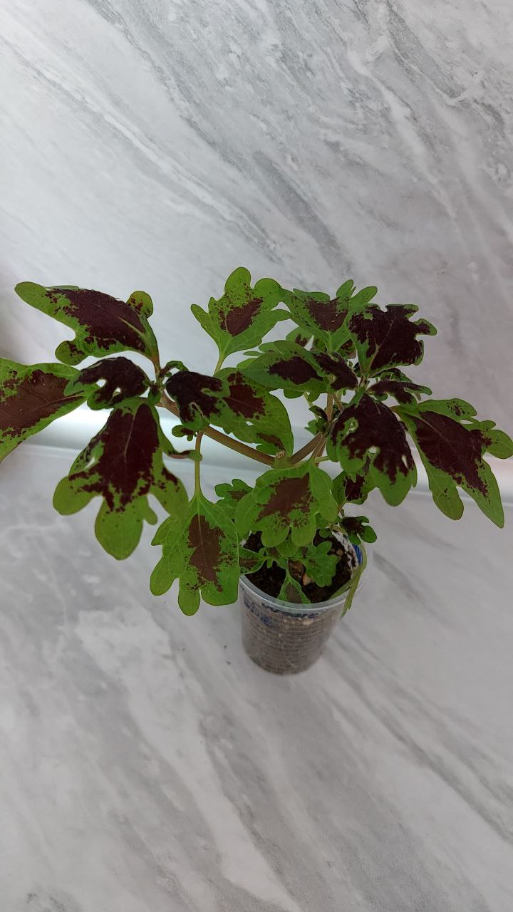 Колеус - Для дома и дачи в Братск - фото 2