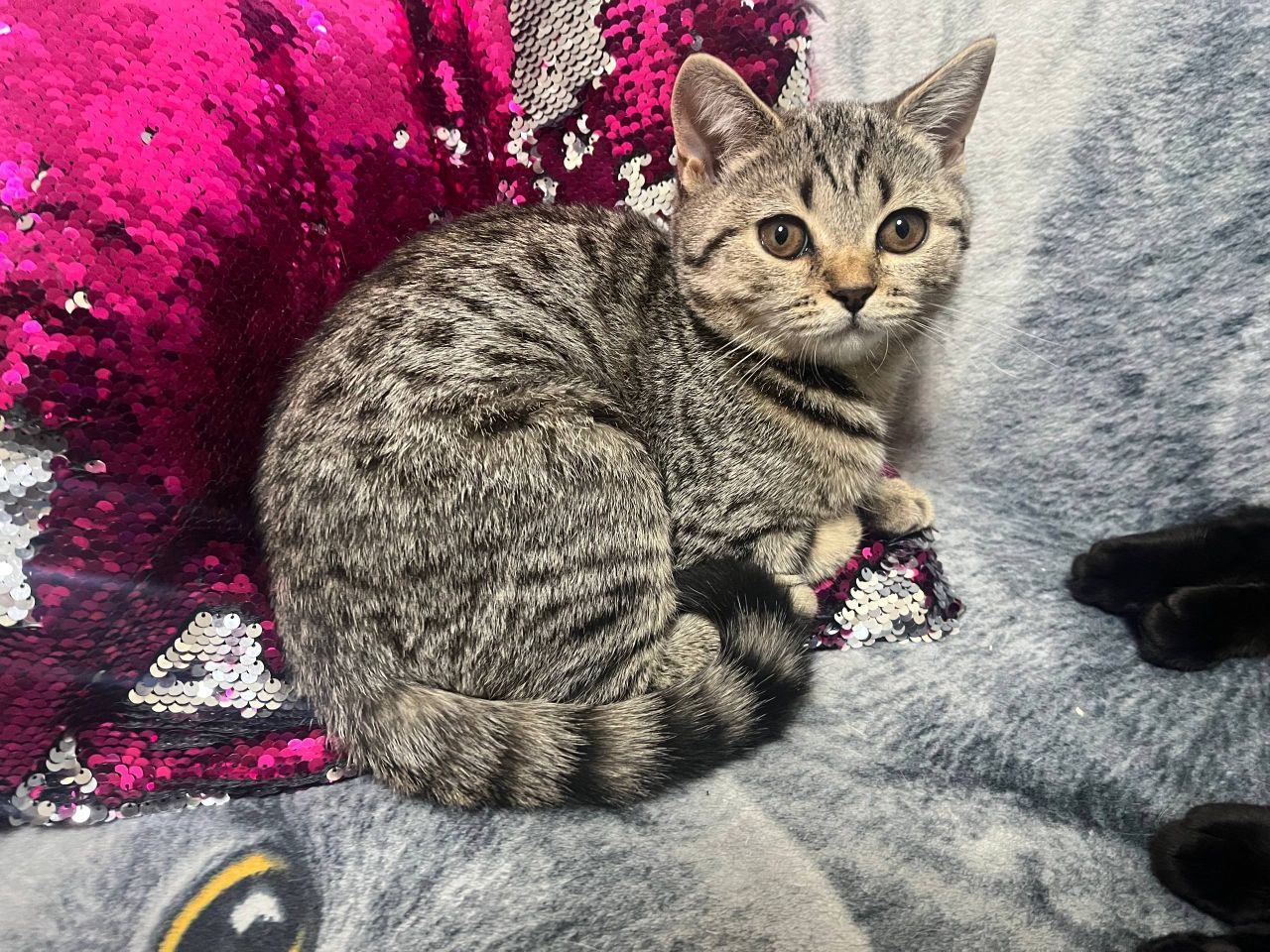 Продажа чистокровных британских котят - Животные в Братск