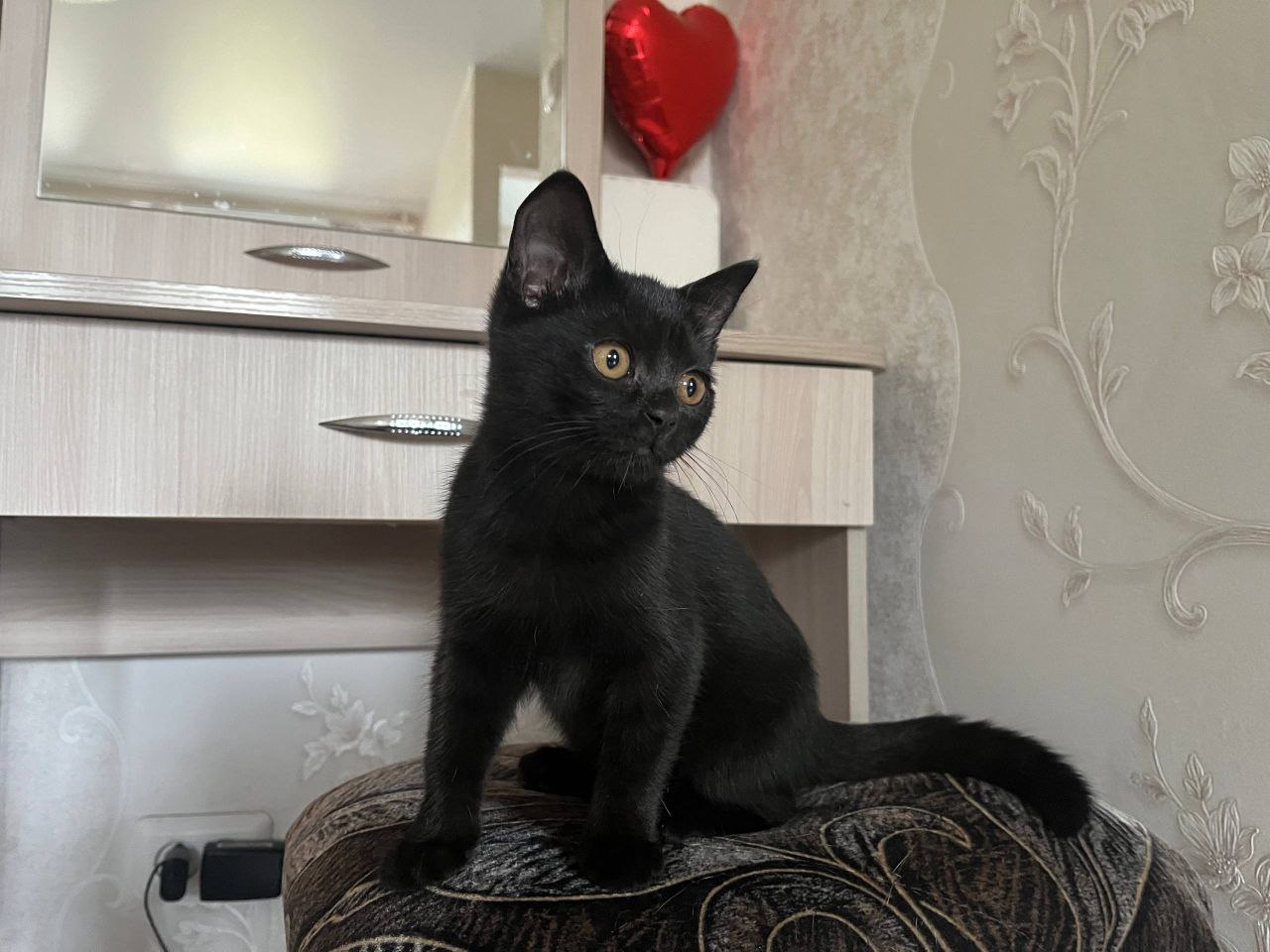 Продажа чистокровных британских котят - Животные в Братск - фото 3