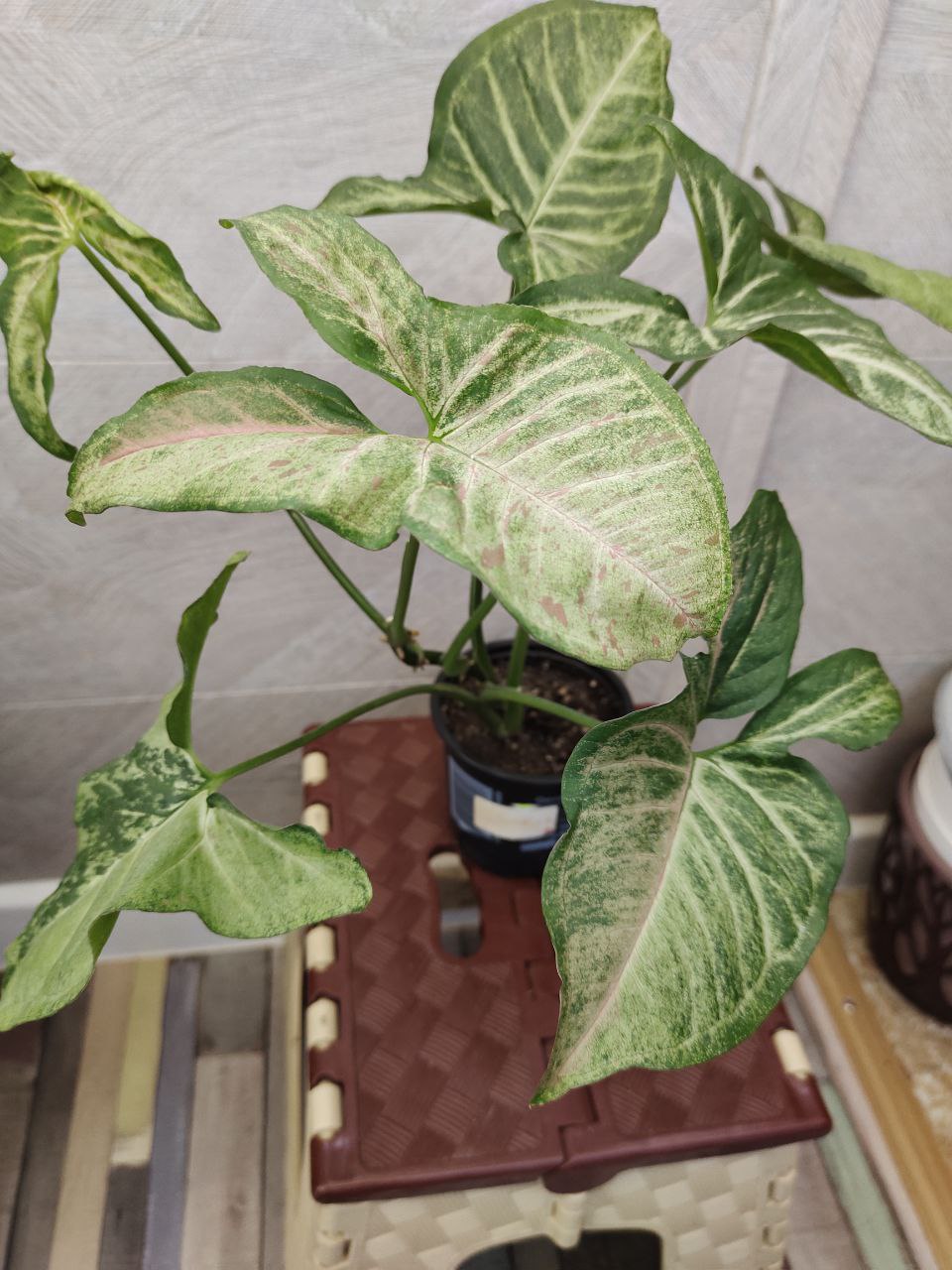 Сингониум Конфетти - Хобби и отдых в Новороссийск