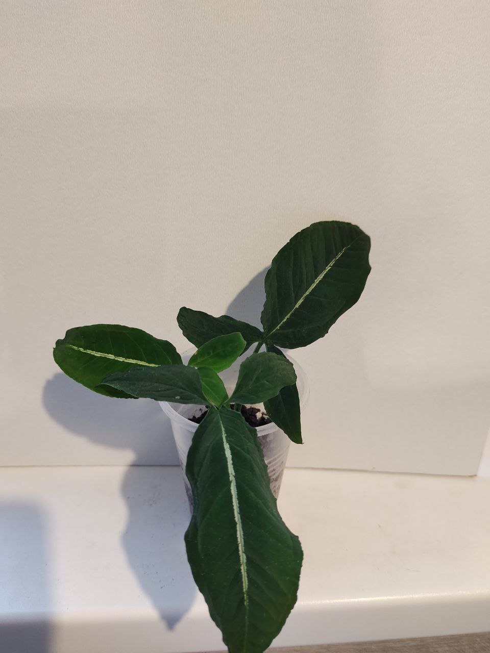 Сингониум Ветланда - Хобби и отдых в Новороссийск