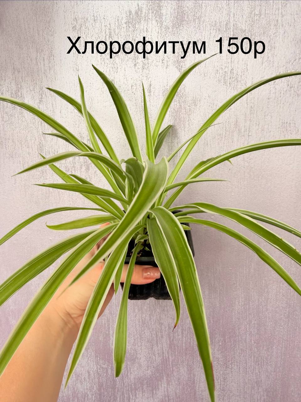 Доска бесплатных объявлений Южный район Новороссийск - частное объявление в Новороссийск