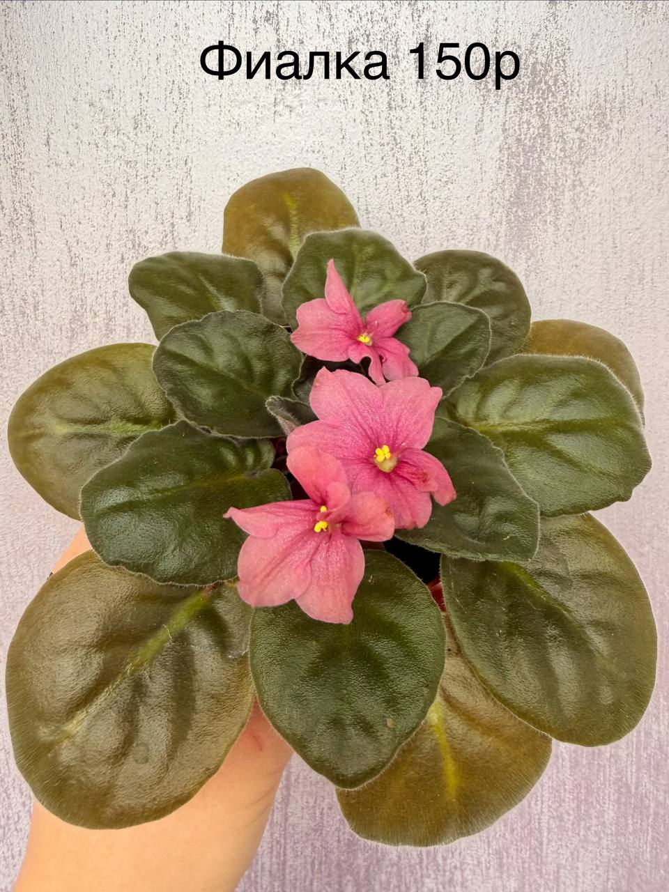 Доска бесплатных объявлений Южный район Новороссийск - Услуги в Новороссийск - фото 3