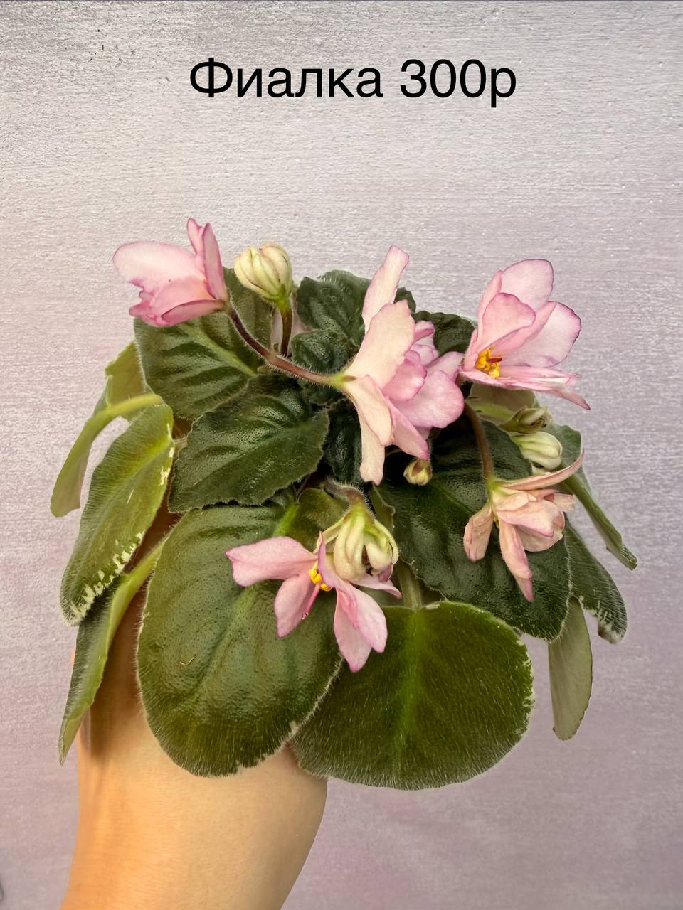 Доска бесплатных объявлений Южный район Новороссийск - Услуги в Новороссийск - фото 4