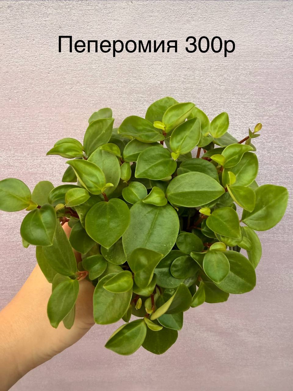 Доска бесплатных объявлений Южный район Новороссийск - Услуги в Новороссийск - фото 5