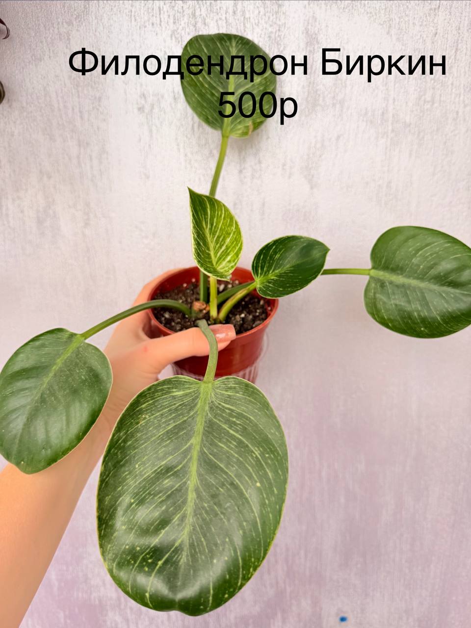 Доска бесплатных объявлений Южный район Новороссийск - Услуги в Новороссийск - фото 6