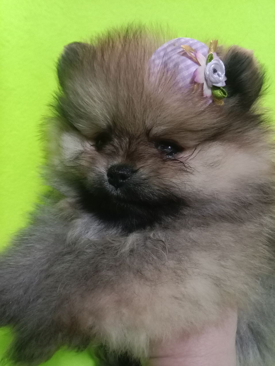 Шпицы померанские - Животные в Волгоград