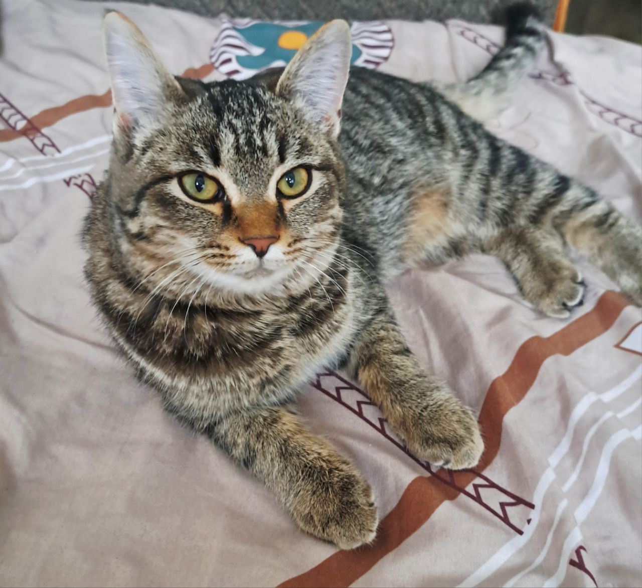 Полосатая кошечка ищет дом - Животные в Улан-Удэ