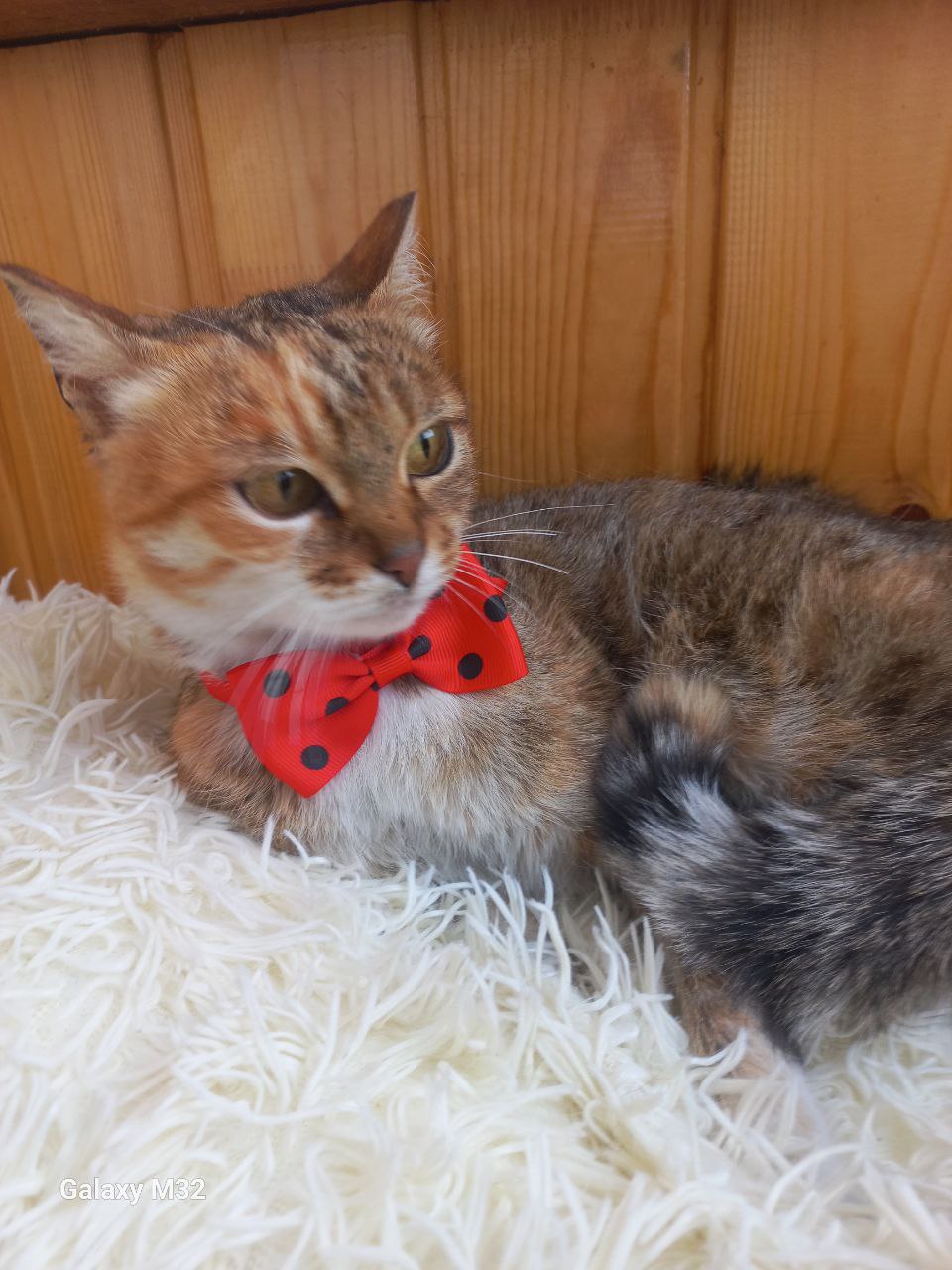 Рыся стерилизованная кошечка ищет дом - Животные в Улан-Удэ