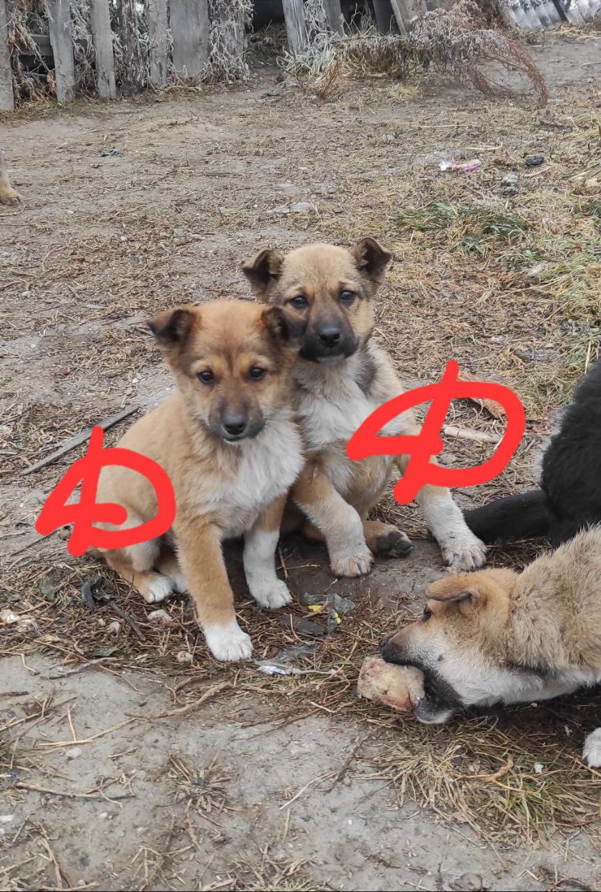 Ищем добрые ручки для собаки - частное объявление в Черногорск