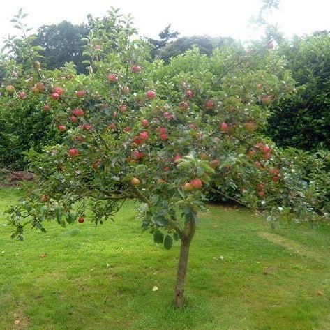 Яблоня МЕДУНИЦА - Для дома и дачи в Абакан - фото 3