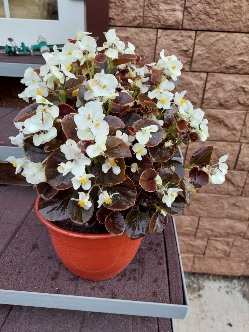 Продам укорененные черенки бегонии - Хобби и отдых в Абакан