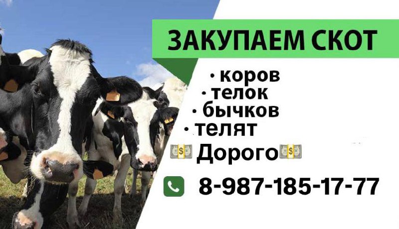 Куплю КРС и МРС - частное объявление в Абакан