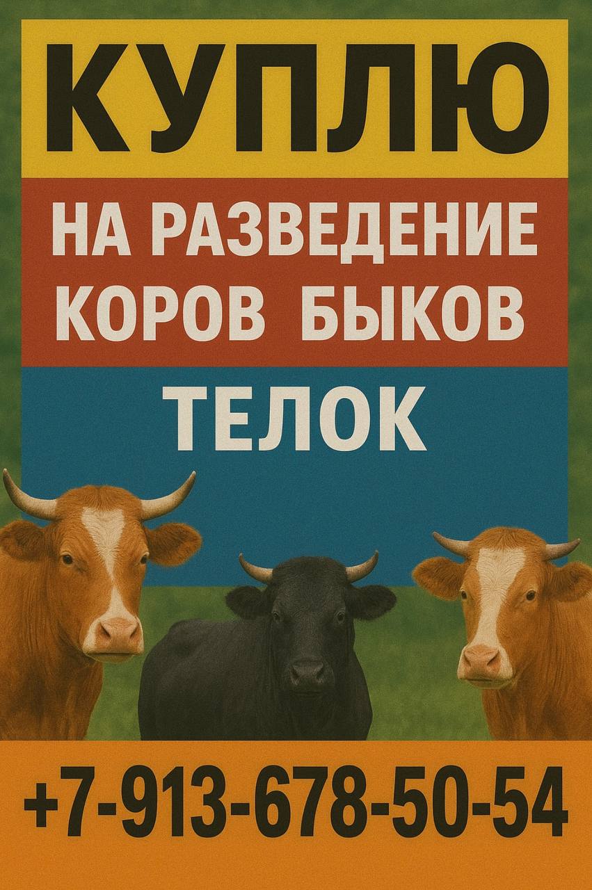 Куплю скот на разведение - частное объявление в Абакан