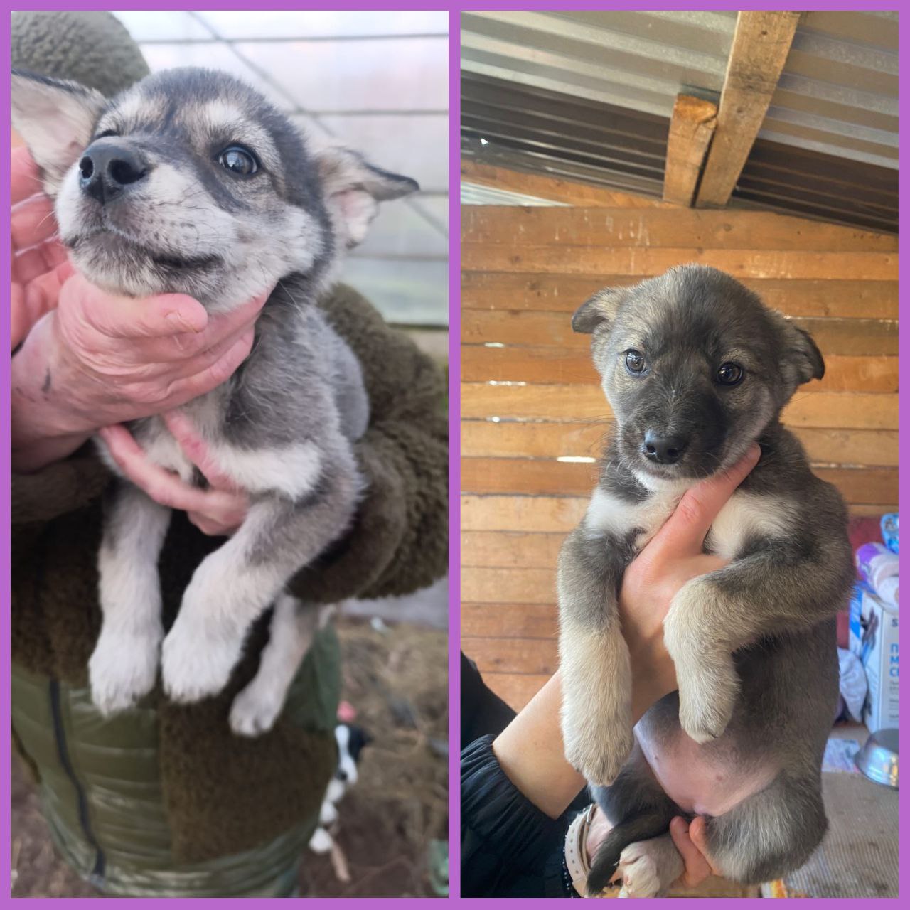 Срочный пристрой котят - частное объявление в Абакан