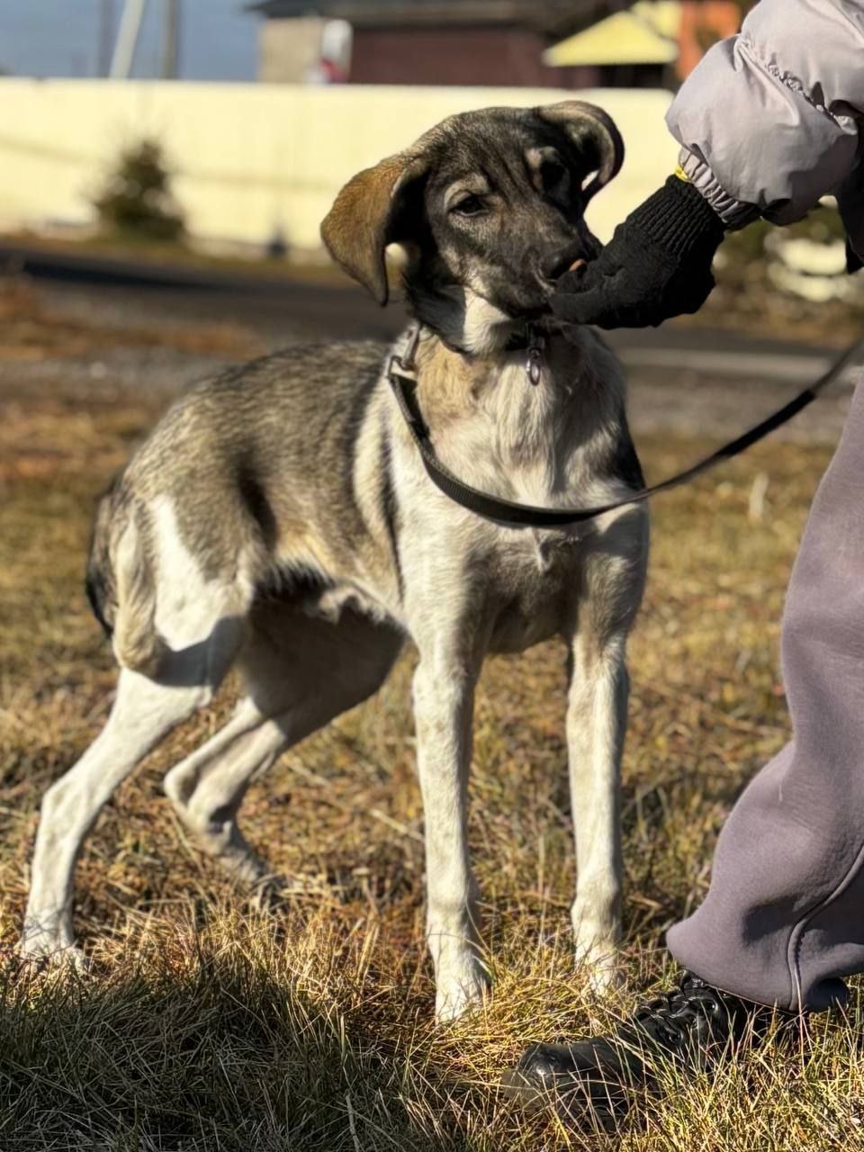 Щенок Арамис ищет дом - частное объявление в Абакан