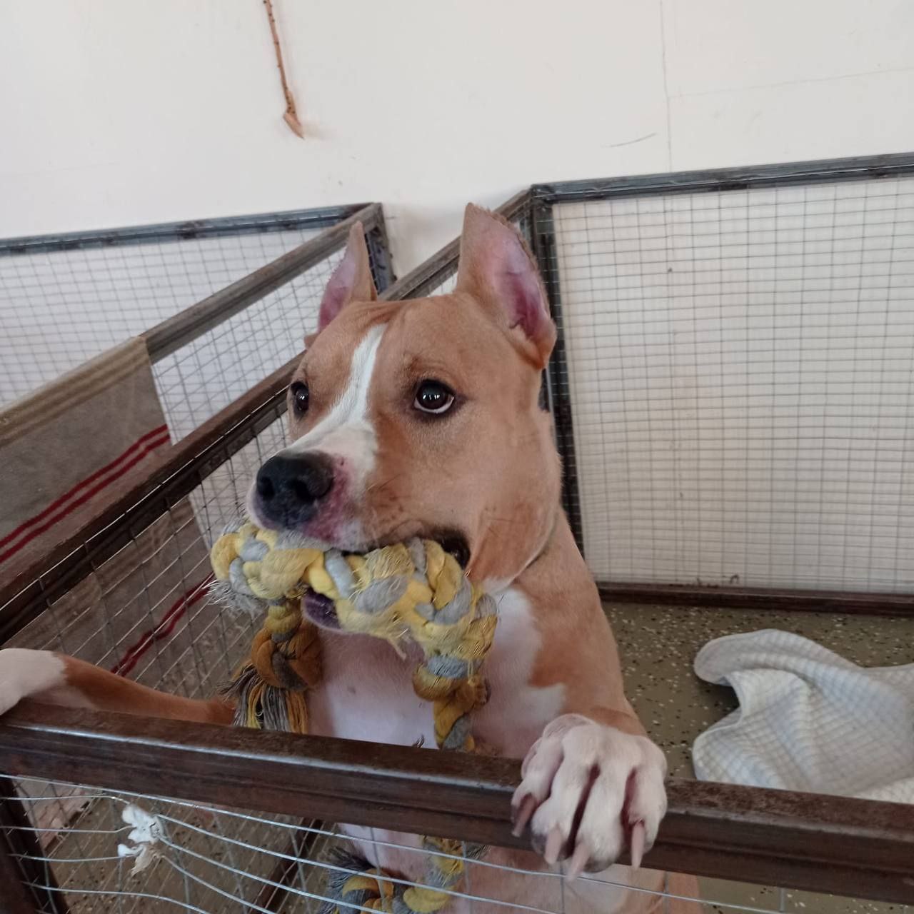 Пристройство кастрированного кобеля Локи - частное объявление в Абакан