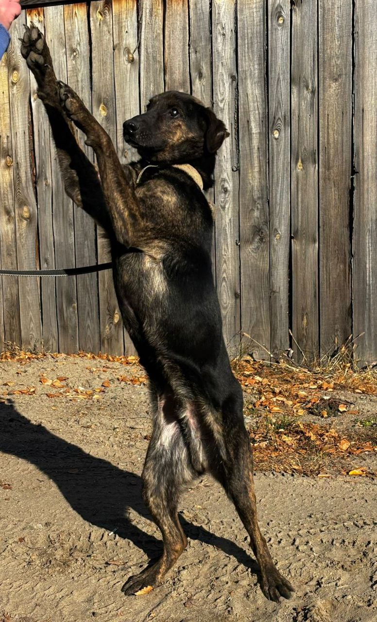 Бэтмен ищет дом - частное объявление в Абакан