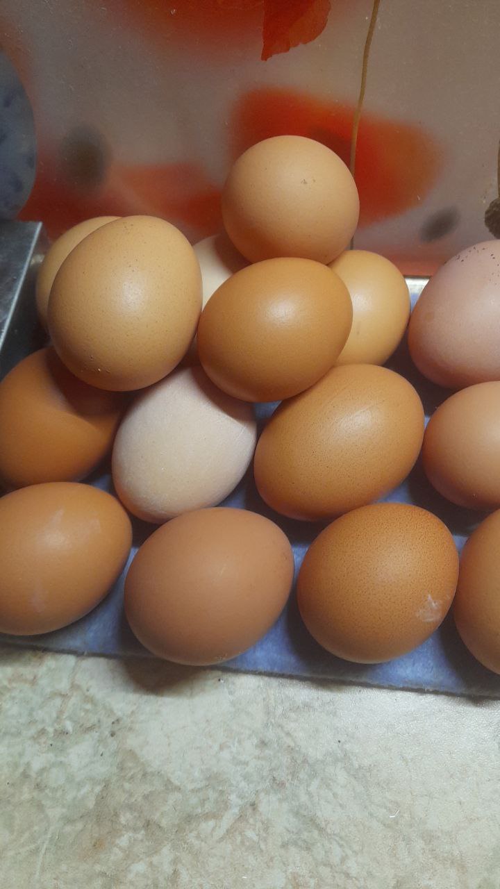 Домашние яйца - частное объявление в Абакан