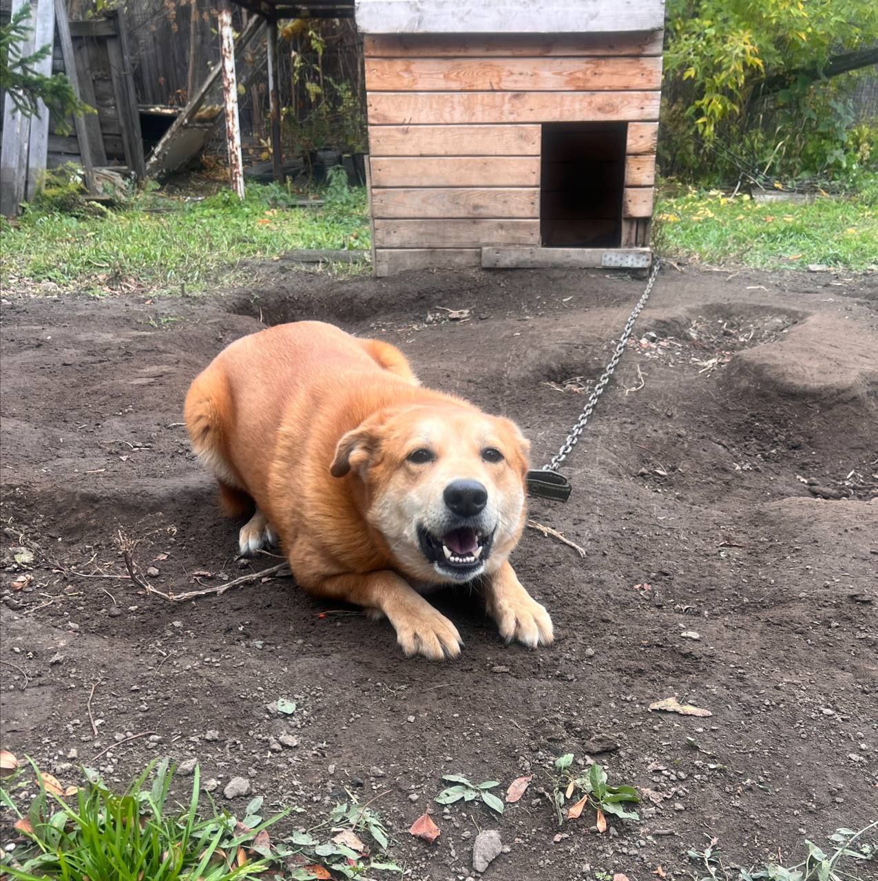 Поиск дома для Рыжего - частное объявление в Абакан