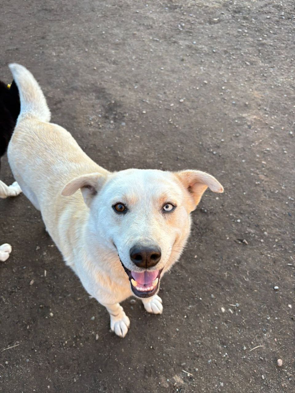 Собака Сёма ищет семью - частное объявление в Абакан