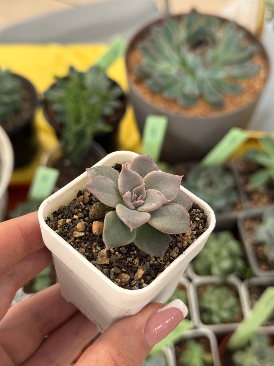 Суккуленты разные виды - частное объявление в Абакан