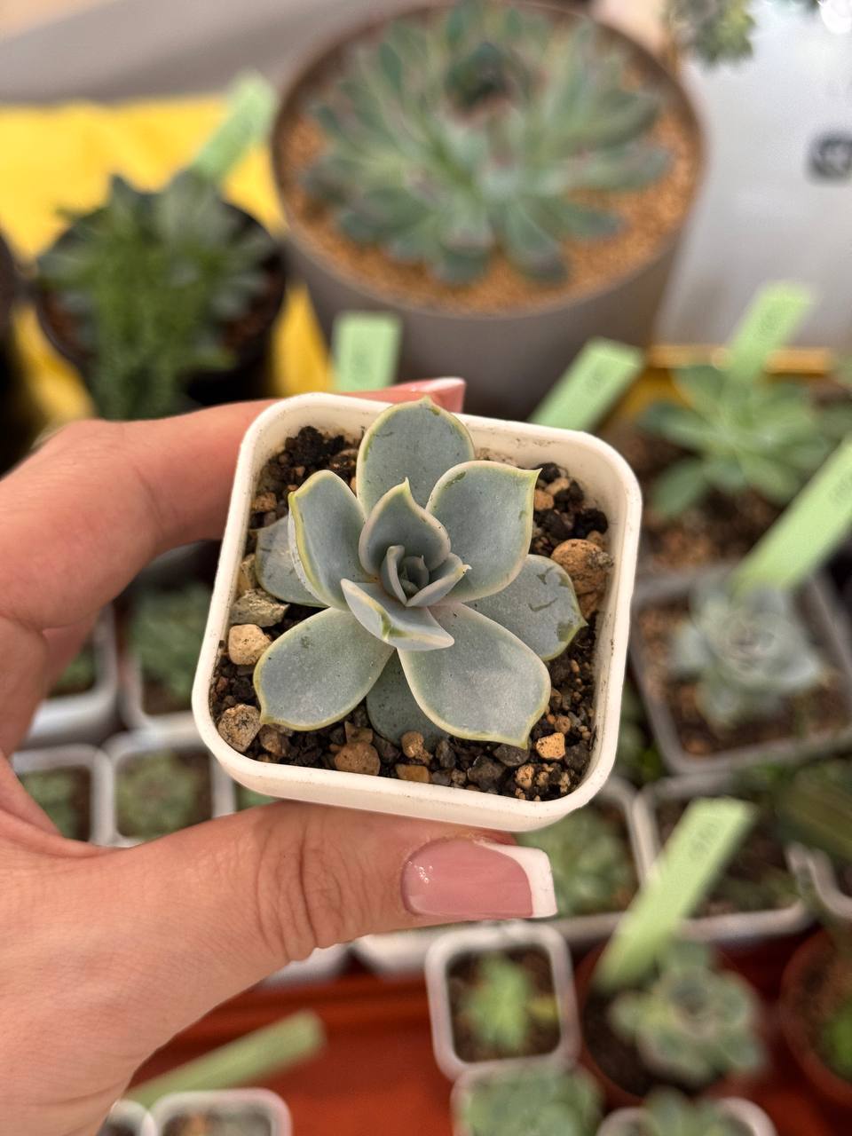 Суккуленты разные виды - Хобби и отдых в Абакан - фото 3