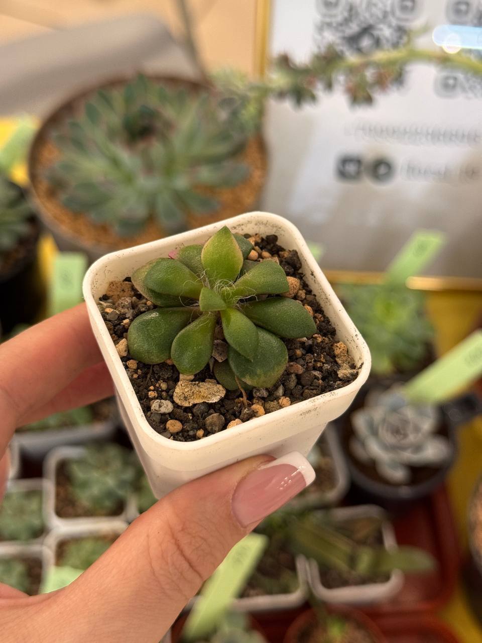 Суккуленты разные виды - Хобби и отдых в Абакан - фото 4